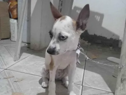 Cachorro raça SRD-ViraLata idade 2 a 6 meses nome Zelda 