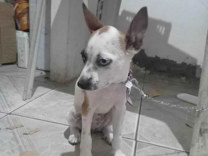 Cachorro ra a SRD-ViraLata idade 2 a 6 meses nome Zelda 