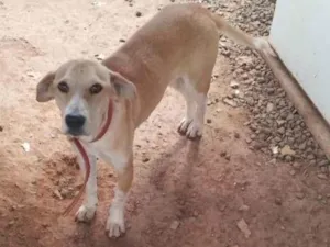 Cachorro raça SRD-ViraLata idade 7 a 11 meses nome Kiara