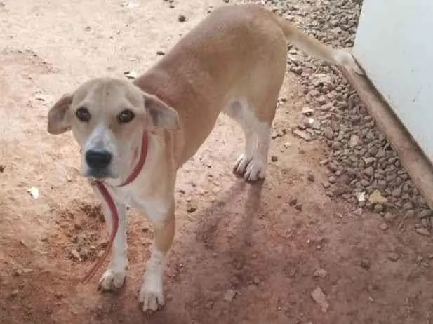 Cachorro ra a SRD-ViraLata idade 7 a 11 meses nome Kiara