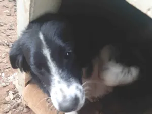 Cachorro raça SRD-ViraLata idade 7 a 11 meses nome Preta