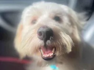 Cachorro raça SRD-ViraLata idade 2 anos nome Algodão Doce 
