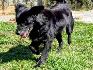 Cachorro raça SRD-ViraLata idade 6 ou mais anos nome Brad