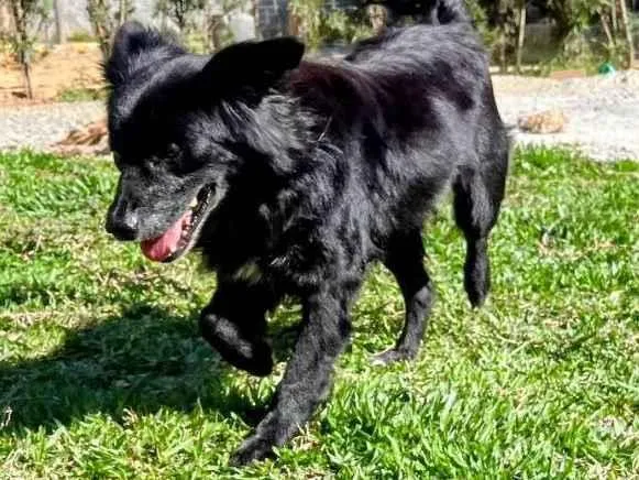 Cachorro ra a SRD-ViraLata idade 6 ou mais anos nome Brad