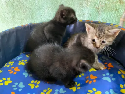 Gato raça SRD-ViraLata idade 2 a 6 meses nome Gatinhos filhotes 
