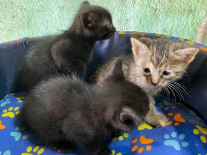 Gato raça SRD-ViraLata idade 2 a 6 meses nome Gatinhos filhotes 