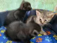 Gatinhos filhotes