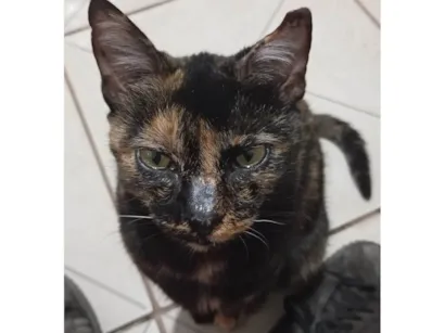 Gato raça SRD-ViraLata idade 6 ou mais anos nome Verônica 