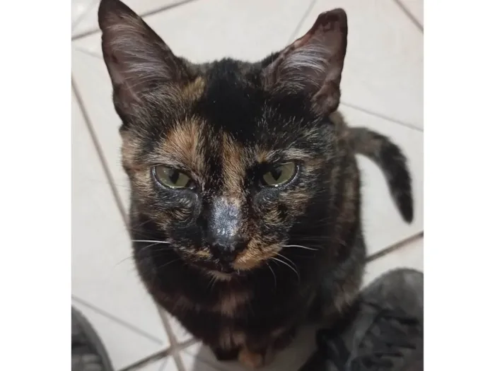 Gato ra a SRD-ViraLata idade 6 ou mais anos nome Verônica