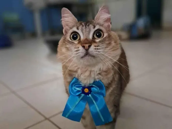 Gato ra a SRD-ViraLata idade 2 anos nome Mel