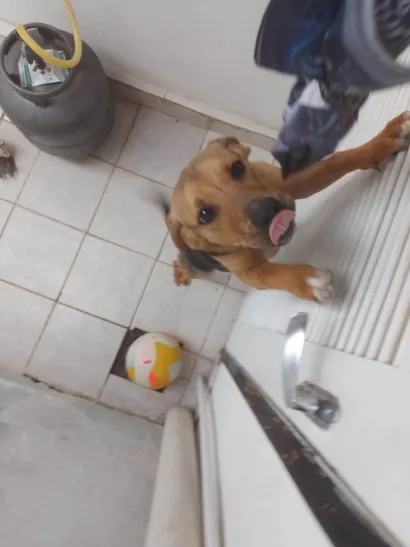 Cachorro raça SRD-ViraLata idade 7 a 11 meses nome Nala 