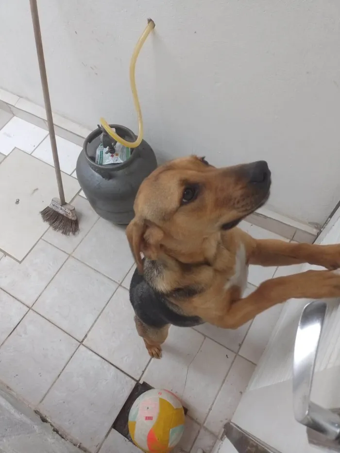 Cachorro ra a SRD-ViraLata idade 7 a 11 meses nome Nala 