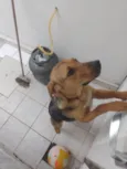 Nala
