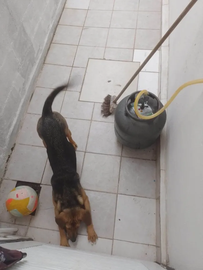 Cachorro ra a SRD-ViraLata idade 7 a 11 meses nome Nala 