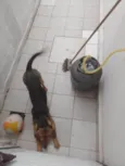Nala
