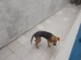 Nala