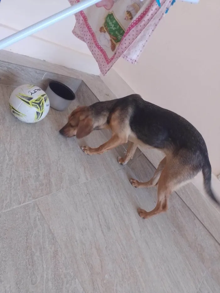 Cachorro ra a SRD-ViraLata idade 7 a 11 meses nome Nala 