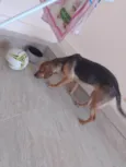 Nala
