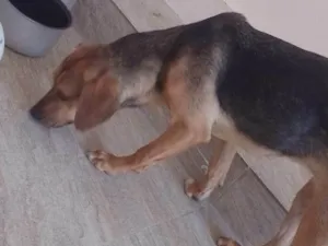 Cachorro raça SRD-ViraLata idade 7 a 11 meses nome Nala 