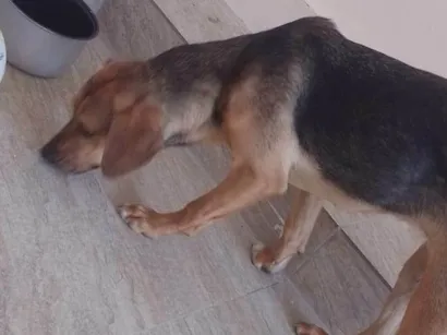 Cachorro raça SRD-ViraLata idade 7 a 11 meses nome Nala 
