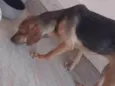 Nala