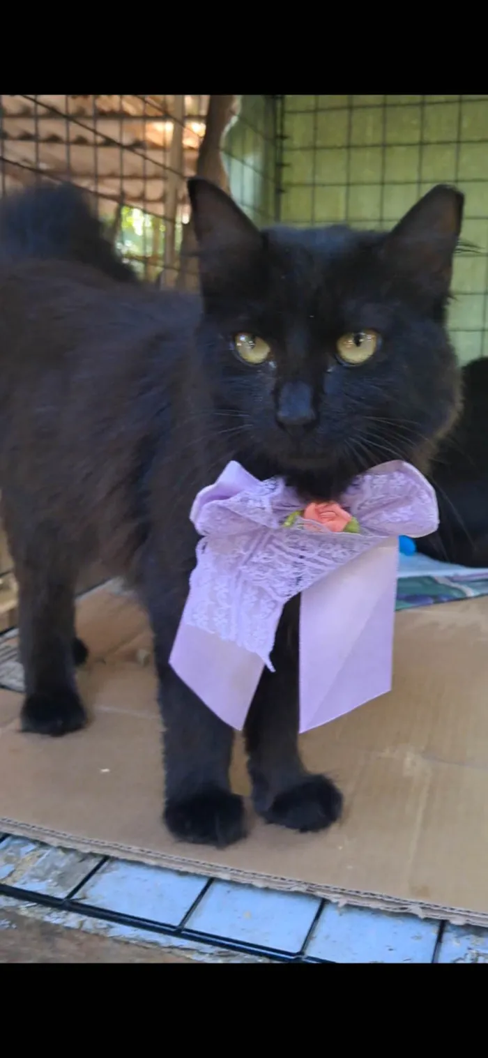 Gato ra a SRD-ViraLata idade 7 a 11 meses nome Onix