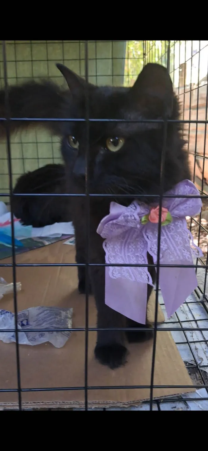 Gato ra a SRD-ViraLata idade 7 a 11 meses nome Onix