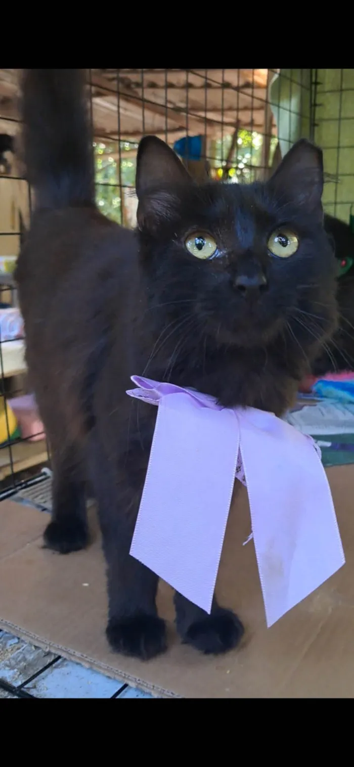 Gato ra a SRD-ViraLata idade 7 a 11 meses nome Onix