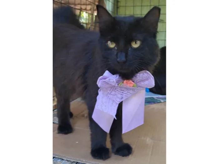 Gato ra a SRD-ViraLata idade 7 a 11 meses nome Onix