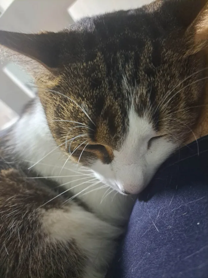 Gato ra a SRD-ViraLata idade 5 anos nome Nairóbi