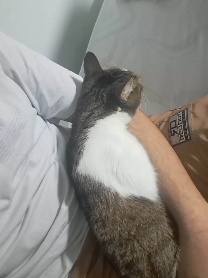 Gato ra a SRD-ViraLata idade 5 anos nome Nairóbi