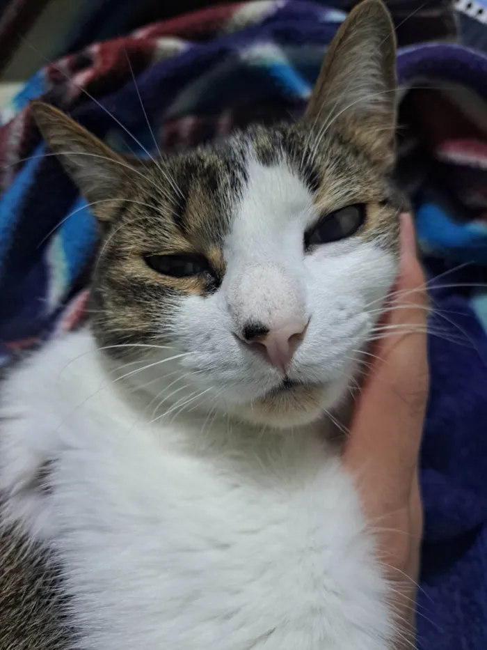 Gato ra a SRD-ViraLata idade 5 anos nome Nairóbi