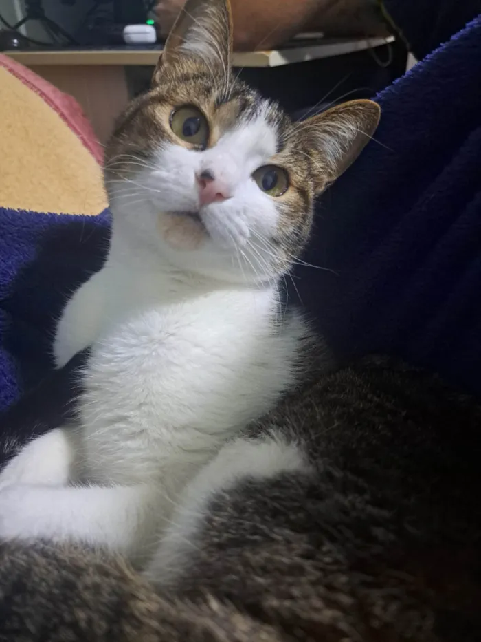 Gato ra a SRD-ViraLata idade 5 anos nome Nairóbi