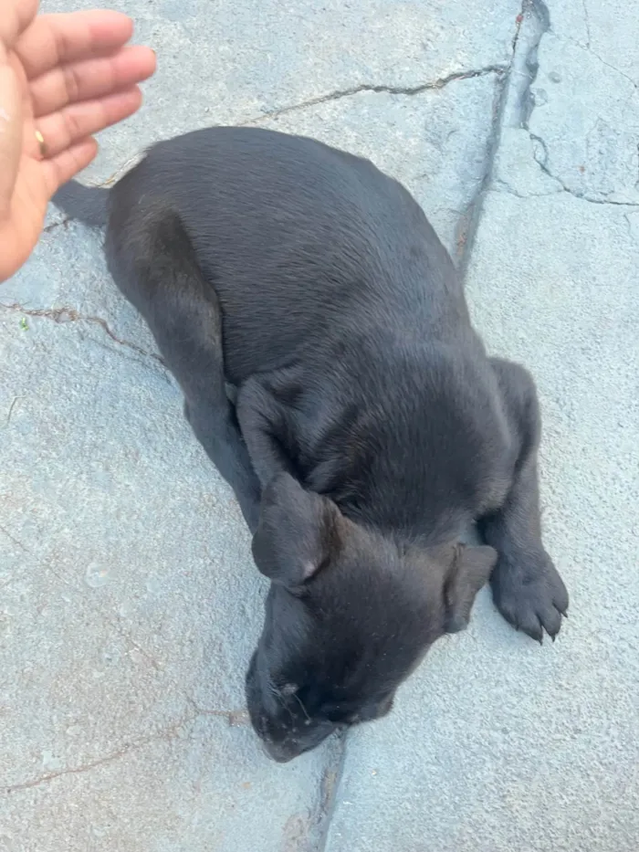 Cachorro ra a SRD-ViraLata idade Abaixo de 2 meses nome Sem nome 