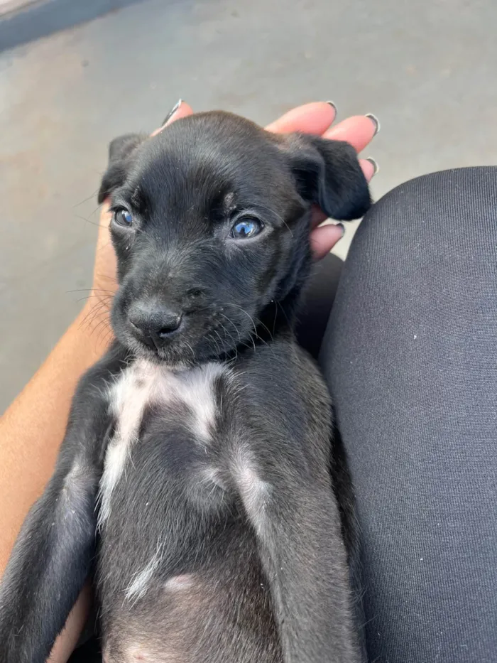 Cachorro ra a SRD-ViraLata idade Abaixo de 2 meses nome Sem nome 