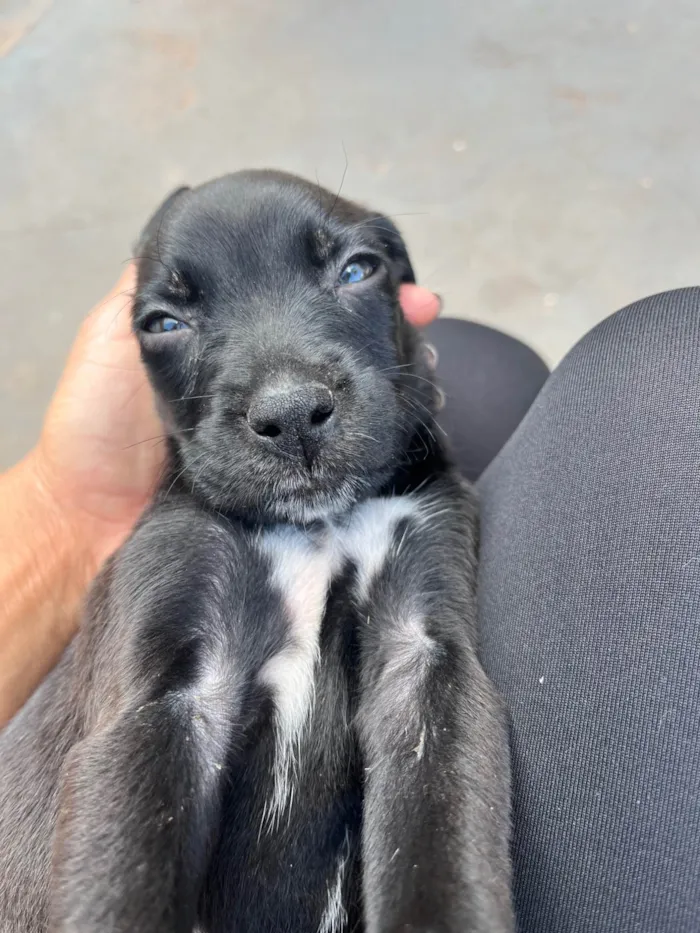 Cachorro ra a SRD-ViraLata idade Abaixo de 2 meses nome Sem nome 