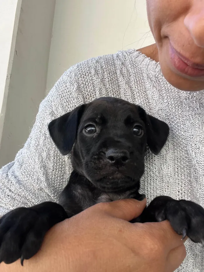 Cachorro ra a SRD-ViraLata idade Abaixo de 2 meses nome Sem nome 