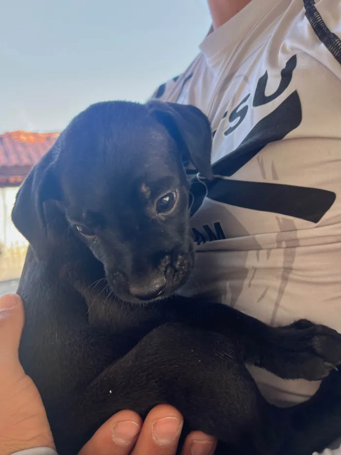 Cachorro ra a SRD-ViraLata idade Abaixo de 2 meses nome Sem nome 