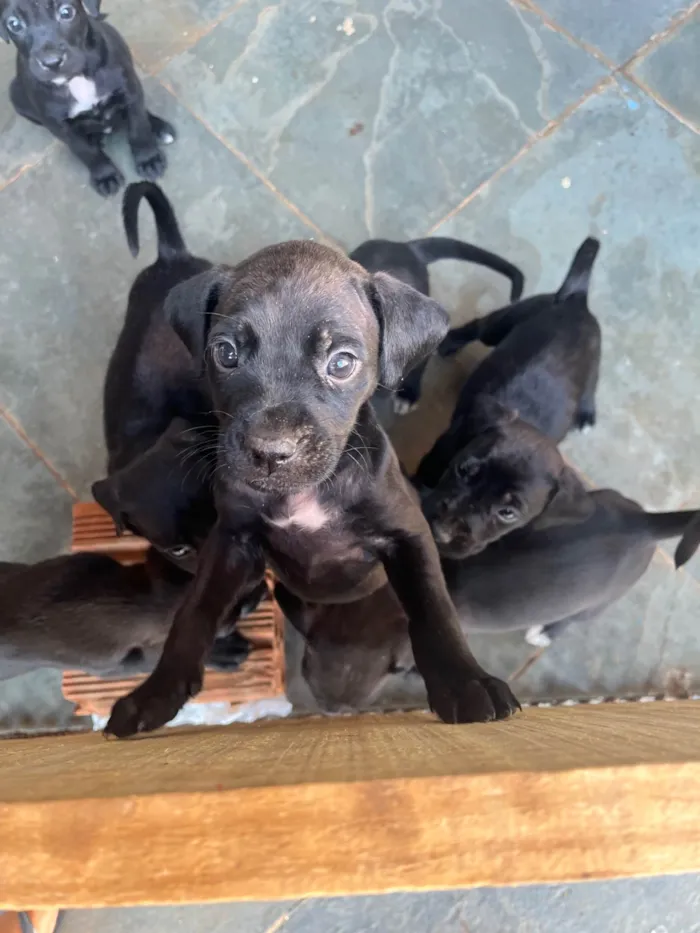 Cachorro ra a SRD-ViraLata idade Abaixo de 2 meses nome Sem nome 