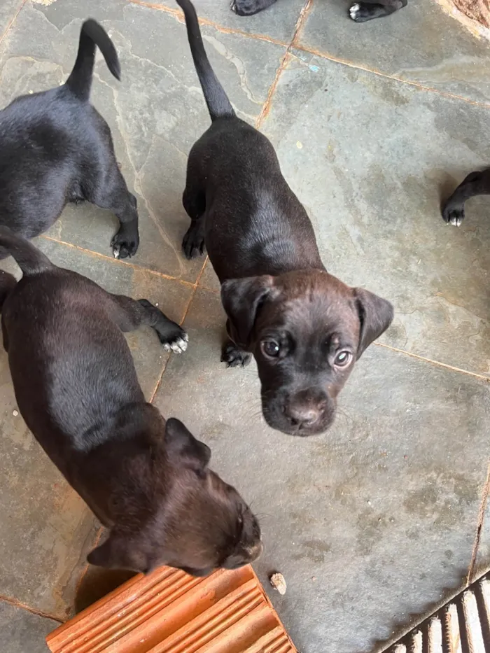 Cachorro ra a SRD-ViraLata idade Abaixo de 2 meses nome Sem nome 