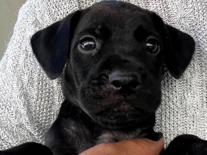 Cachorro ra a SRD-ViraLata idade Abaixo de 2 meses nome Sem nome 