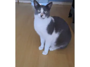 Gato raça SRD-ViraLata idade 2 anos nome Luna