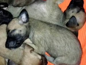 Cachorro raça SRD-ViraLata idade Abaixo de 2 meses nome Emilly santos 