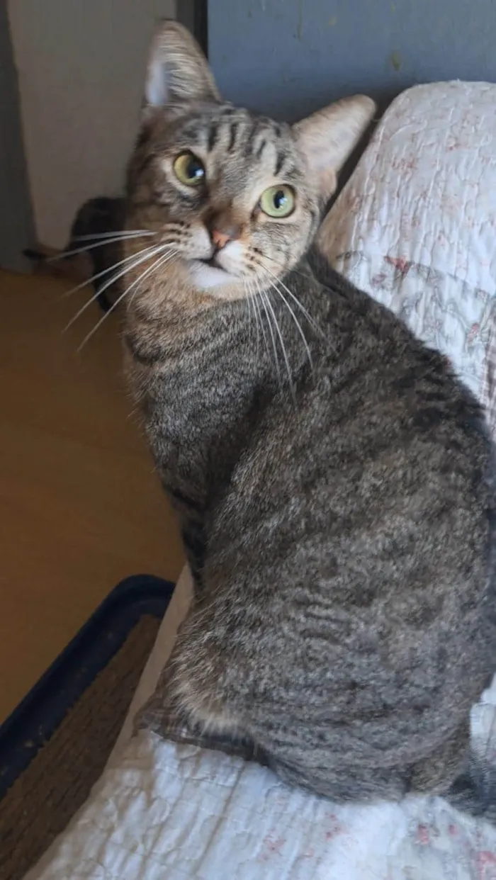 Gato ra a SRD-ViraLata idade 2 anos nome Laurinha