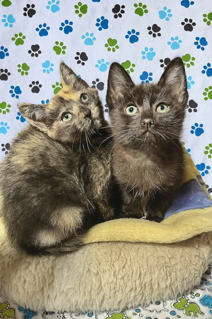 Gato ra a SRD-ViraLata idade Abaixo de 2 meses nome Dedé e Dalila