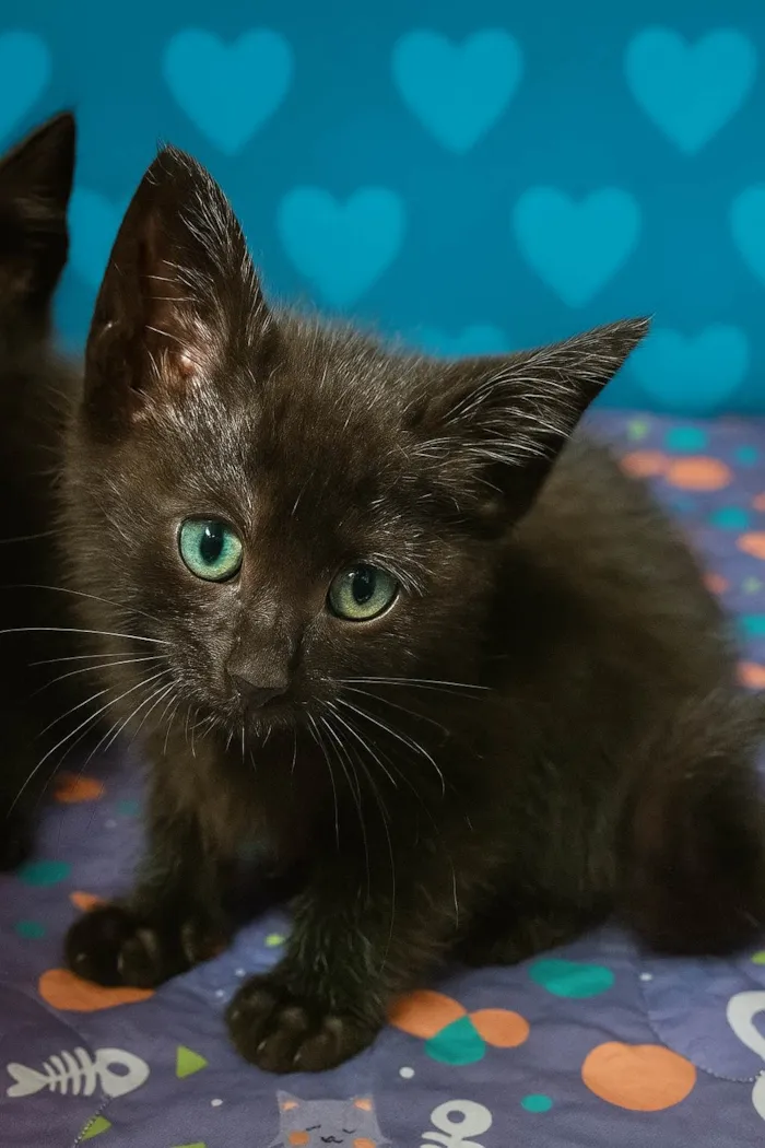 Gato ra a SRD-ViraLata idade Abaixo de 2 meses nome Dedé e Dalila