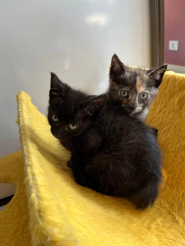 Gato ra a SRD-ViraLata idade Abaixo de 2 meses nome Dedé e Dalila