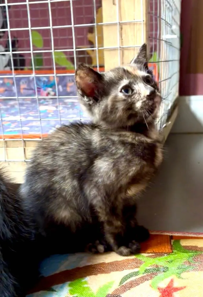 Gato ra a SRD-ViraLata idade Abaixo de 2 meses nome Dedé e Dalila