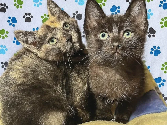 Gato ra a SRD-ViraLata idade Abaixo de 2 meses nome Dedé e Dalila