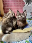 Dedé e Dalila